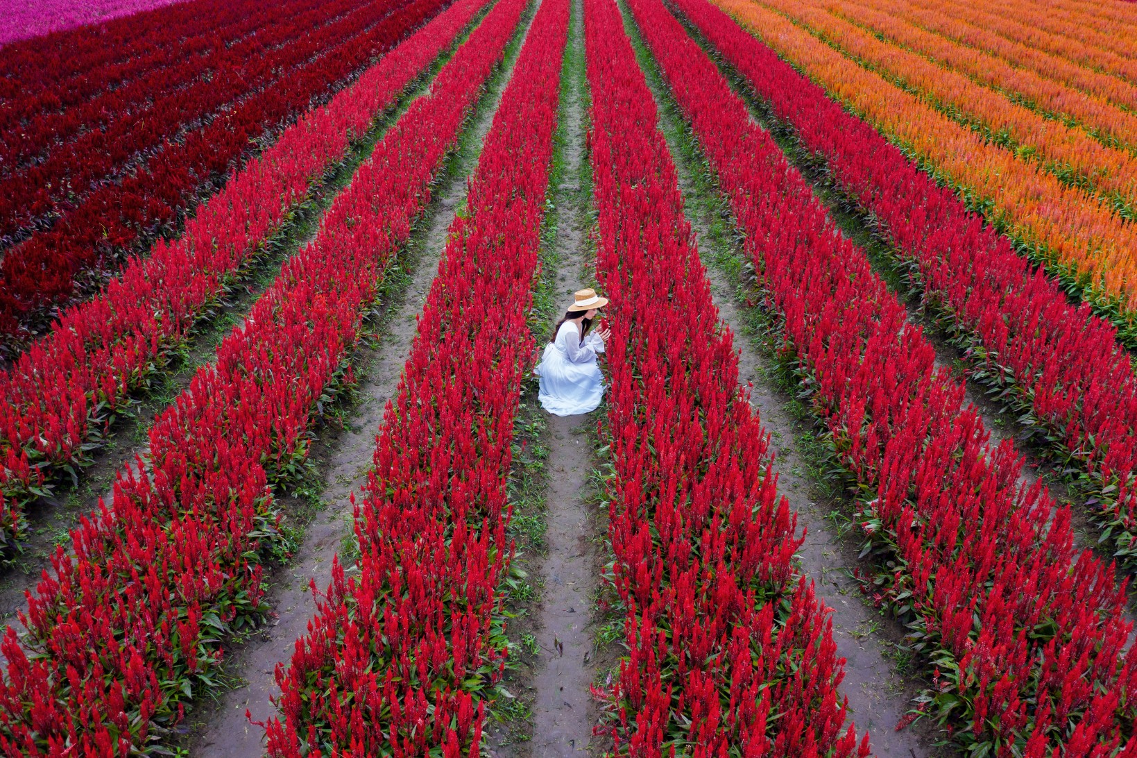 Tulip Garden Kashmir